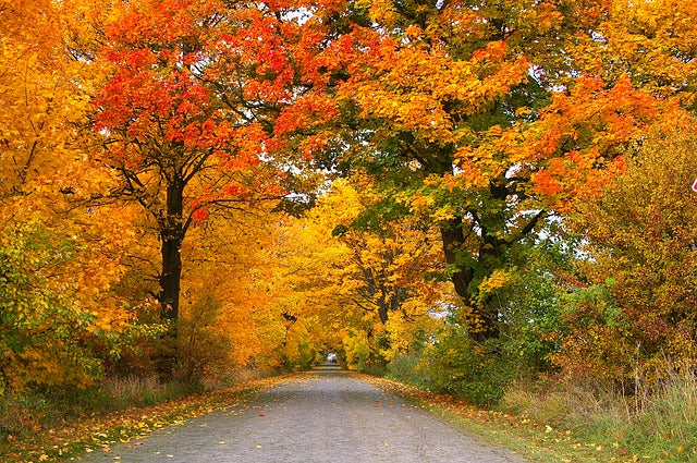 What is it about Fall?