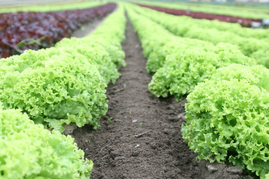5 Benefits of a Plant-Based Diet
