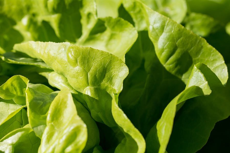 Eat Your Greens!